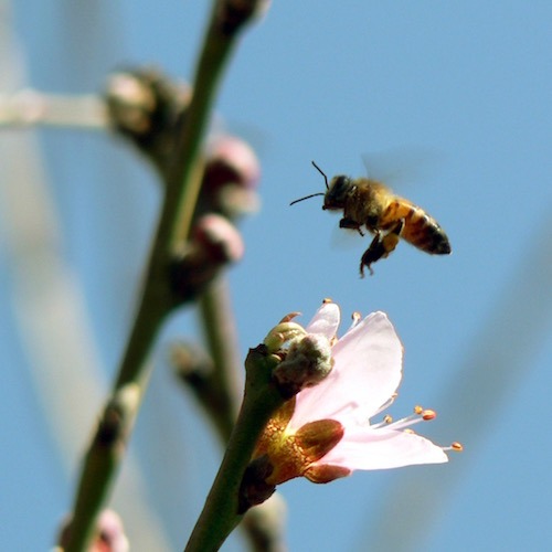 Pollinators are at threat of extinction